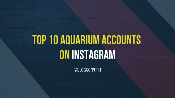 best Aquarium Instagram accounts